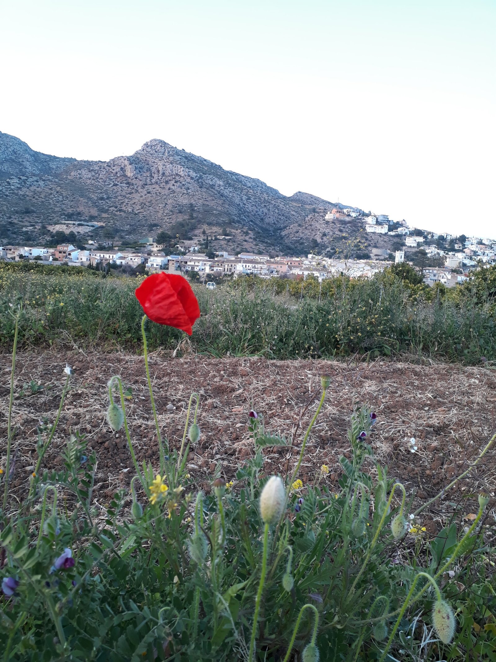 Sanet y negrals desde el campo