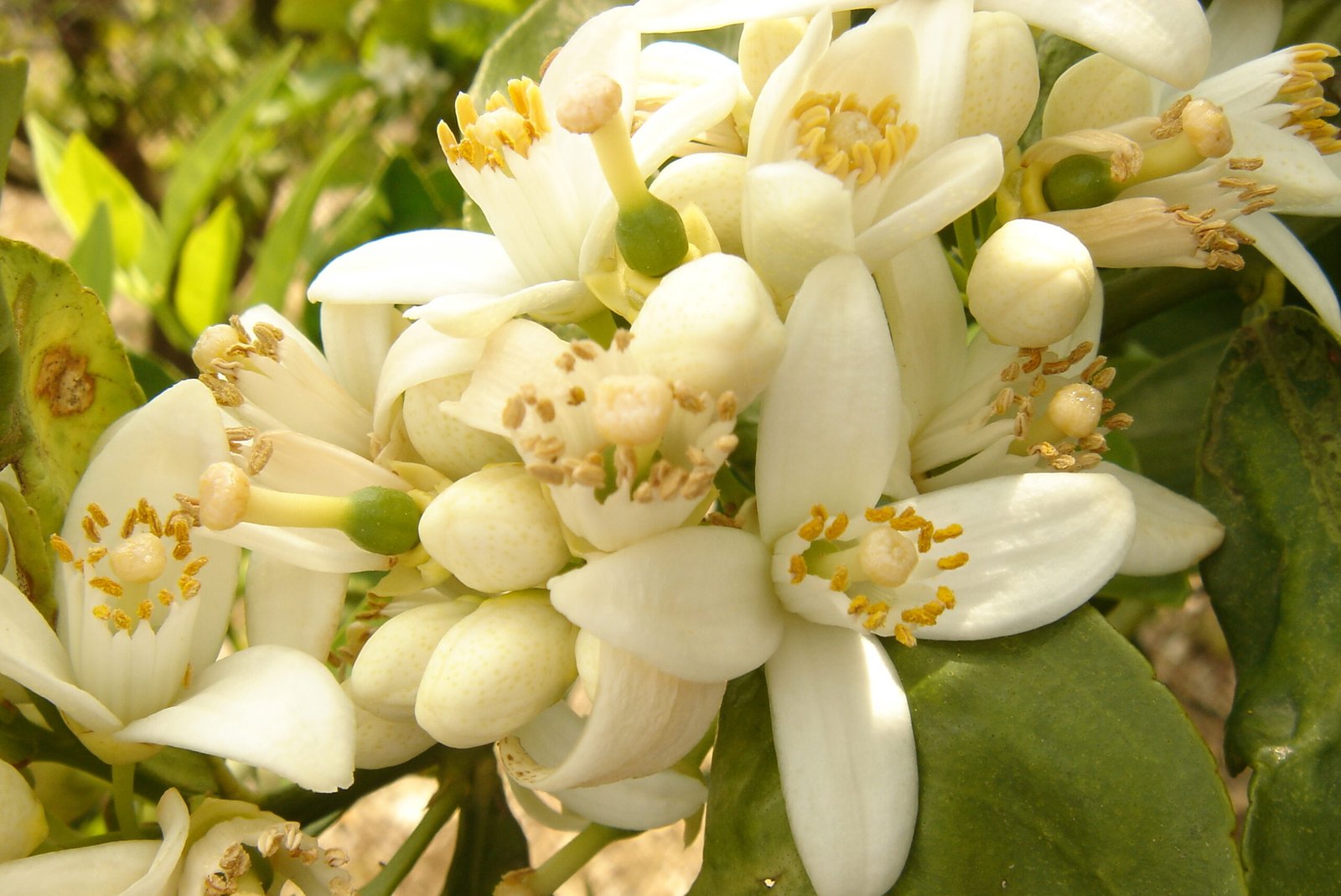 Flor del naranjo